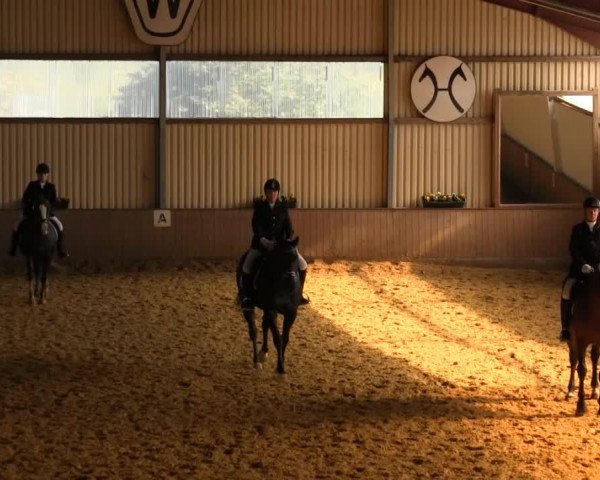 Dressurpferd Roxanne (Westfale, 2006, von Roxett)