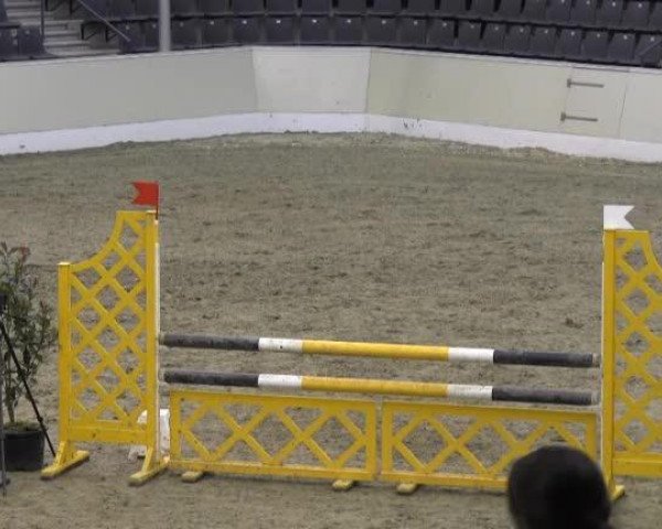 Springpferd Cosima 188 (Westfale, 2003, von Contini)