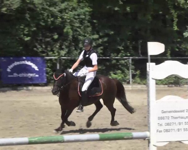 jumper Dancer 195 (German Riding Pony, 2001, from Donnerblitz)
