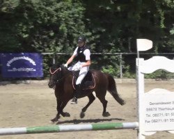 Springpferd Dancer 195 (Deutsches Reitpony, 2001, von Donnerblitz)