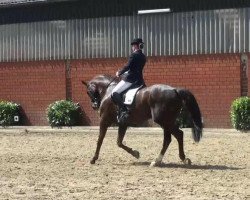 dressage horse Fidalgo 19 (Westphalian, 2005, from Fürst Piccolo)