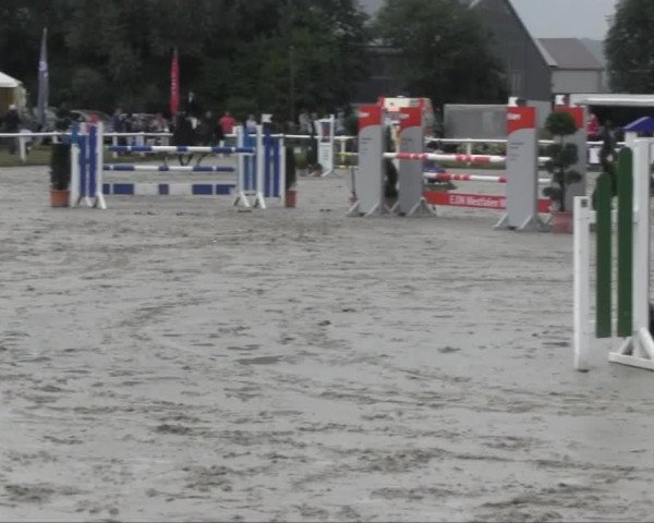 Springpferd Lucy Lou 20 (Westfale, 2006, von Landlob)