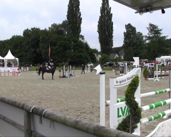 broodmare Anna F.B. (Westphalian, 2003, from Arpeggio)