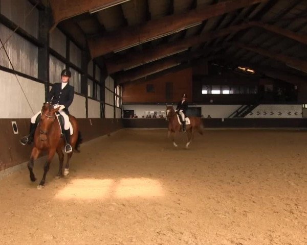 Dressurpferd Luc Skywalker 6 (Westfale, 2002, von Larenco)