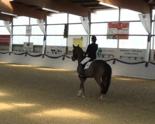 dressage horse Feiner Willy (Westphalian, 2004, from Fidermark)