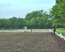 Dressurpferd Rintintin S (Westfale, 2007, von Rock Forever NRW)