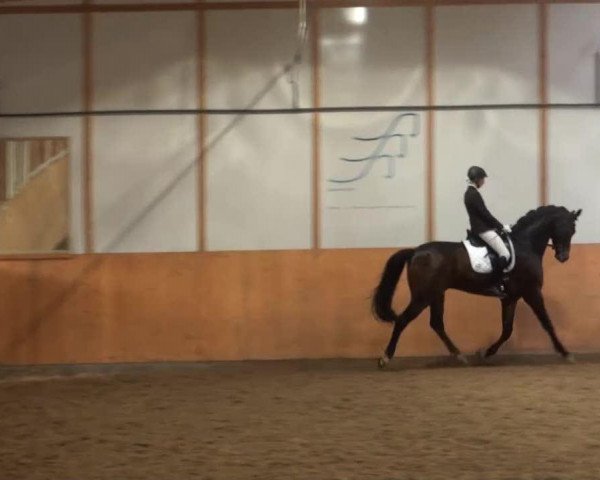 dressage horse Rosenstolz B 4 (Westphalian, 2007, from Riccione)