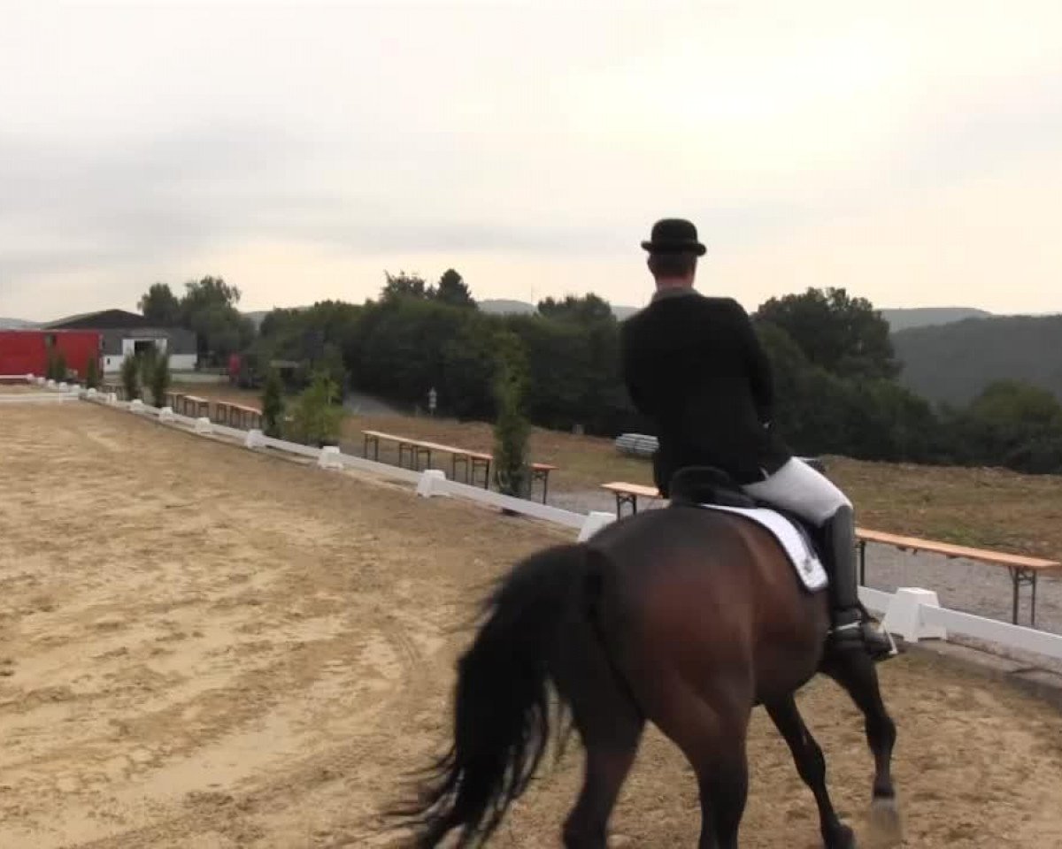 Dressurpferd Lessandro R (Westfale, 2004, von Lanciano)