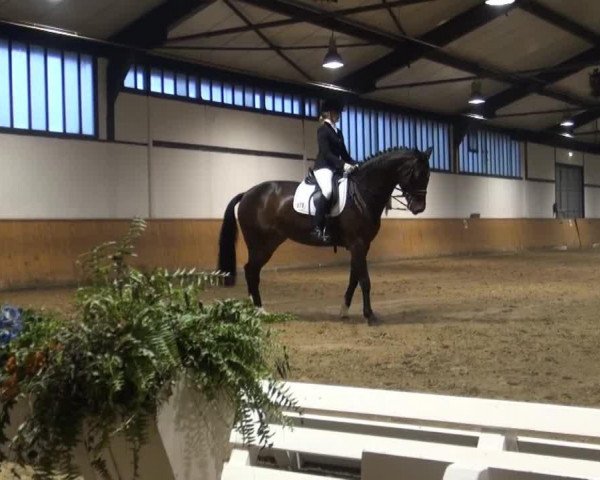 Dressurpferd Carla Caramba (Westfale, 2004, von Collin L)