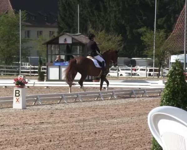 dressage horse Belle Aire (Westphalian, 2004, from Belissimo NRW)