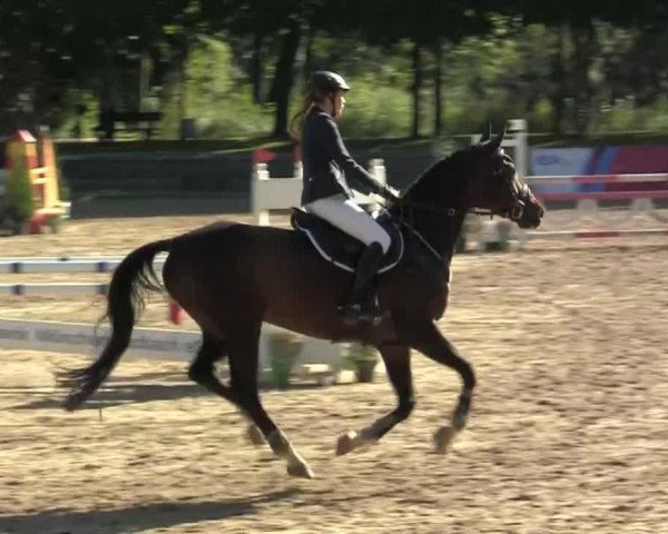 Springpferd Don de flor (Westfale, 2000, von Davignon I)