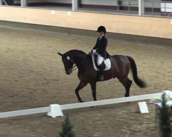 dressage horse Daciano (Westphalian, 2007, from Dancing Dynamite)