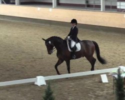 dressage horse Daciano (Westphalian, 2007, from Dancing Dynamite)