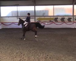 broodmare La Martina (Westphalian, 2002, from Lupicor)