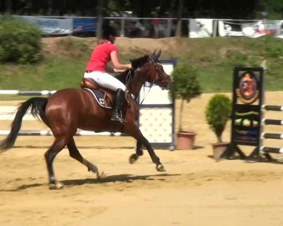 jumper Con Cathy D (Westphalian, 2005, from Con Capitol)