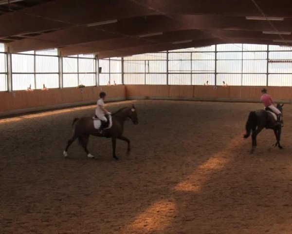 dressage horse Latin Lover 39 (Westphalian, 2002, from Latimer) dressage horse Latin Lover 39 (Westphalian, 2002, from Latimer)