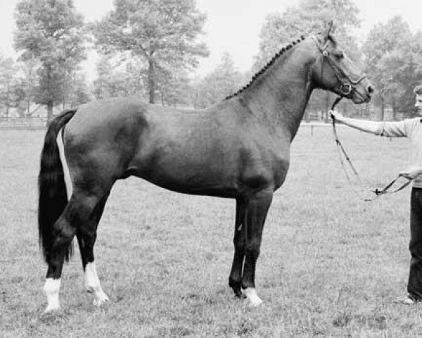 stallion Zeppelin (KWPN (Royal Dutch Sporthorse), 1981, from Saluut) stallion Zeppelin (KWPN (Royal Dutch Sporthorse), 1981, from Saluut)