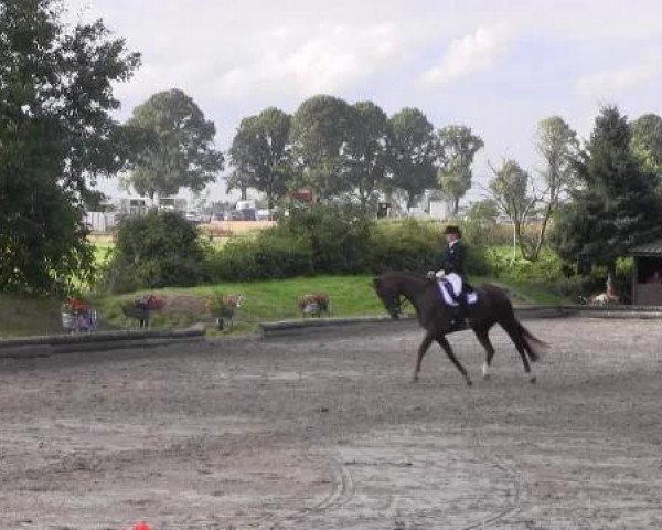 Dressurpferd Florenciamera L (Westfale, 2006, von Florencio I)