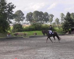 dressage horse Florenciamera L (Westphalian, 2006, from Florencio I)