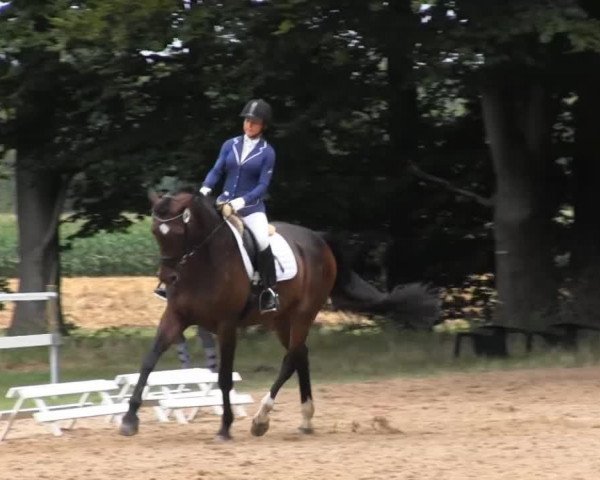 Dressurpferd Venture Man (Westfale, 2006, von Van the Man)