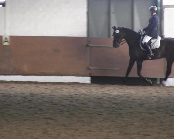 Dressurpferd Susi Sunshine (Westfale, 2006, von Show Star) Dressurpferd Susi Sunshine (Westfale, 2006, von Show Star)