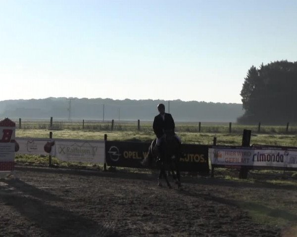 stallion Cavalier (Westphalian, 2008, from Farewell III)
