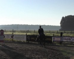 stallion Cavalier (Westphalian, 2008, from Farewell III)