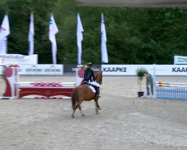 jumper Pino Pirol (German Riding Pony, 2003, from Top Pepino)
