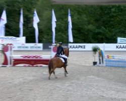 jumper Pino Pirol (German Riding Pony, 2003, from Top Pepino)