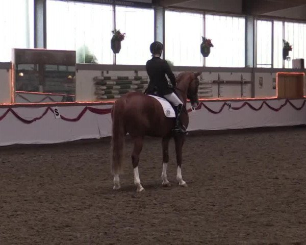 broodmare Dablina (Westphalian, 2007, from Dream On)