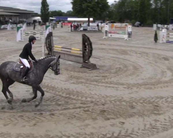 jumper Cavalla H (Westphalian, 2006, from Contini)