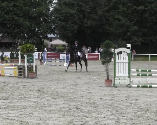 dressage horse Husar 151 (Westphalian, 2004, from Harry) dressage horse Husar 151 (Westphalian, 2004, from Harry)