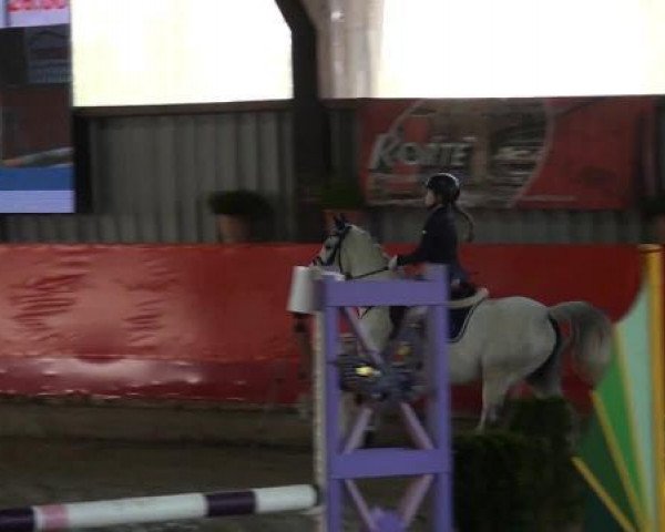 jumper Ninifee B (German Riding Pony, 2000, from Nortenjo)