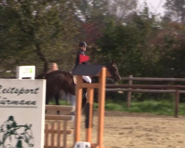 broodmare Pinacolada (Westphalian, 2003, from Pik Donnerhall)