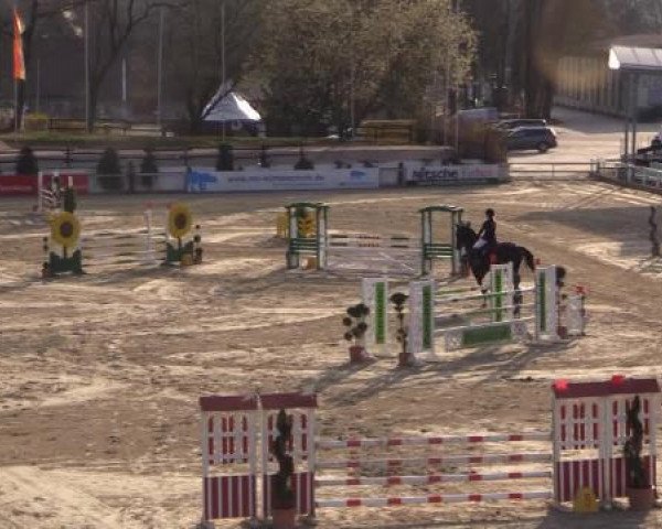 dressage horse Don Delgardo (Westphalian, 2002, from Don William)