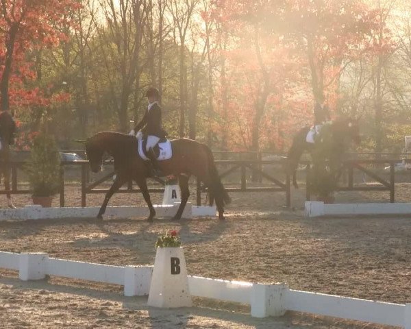 dressage horse Danseur de la nuit (Westphalian, 2006, from Dancing Dynamite)