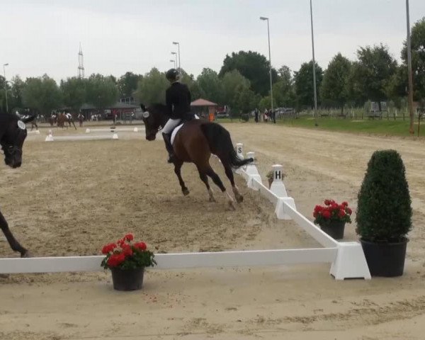 dressage horse Jackpot B (Westphalian, 2001, from Julio Mariner xx)