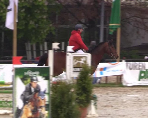 Springpferd Cocoschinski (Westfale, 2007, von Colmani)