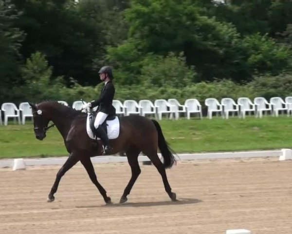 dressage horse Lamichello (Westphalian, 2005, from Laudabilis)