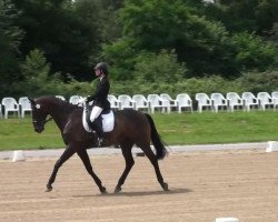 dressage horse Lamichello (Westphalian, 2005, from Laudabilis)