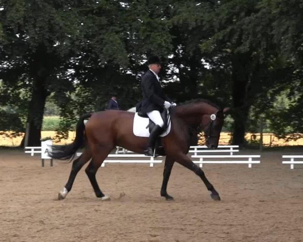 dressage horse Diabolo (Westphalian, 2006, from Dancing Dynamite)