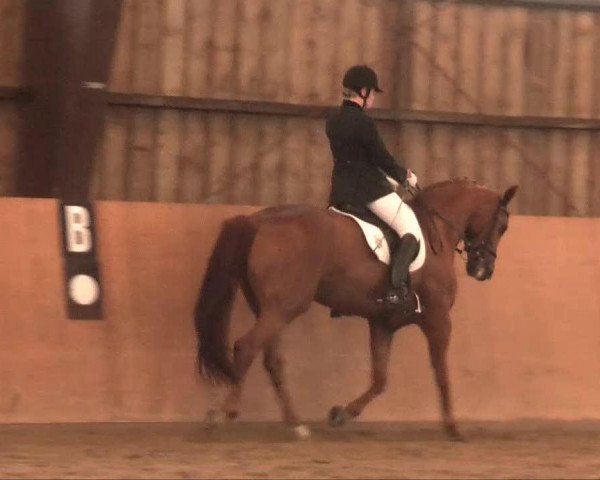 dressage horse Fee 757 (Westphalian, 2003, from Feinsinn)