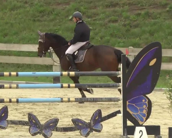 Springpferd Quabs (Westfale, 2003, von Quo Vados I) Springpferd Quabs (Westfale, 2003, von Quo Vados I)