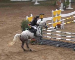 jumper Kalla (German Warmblood, 2005, from Kaiserwind)