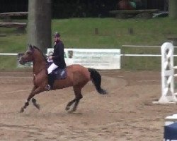broodmare Alcantina (German Sport Horse, 2004, from Al Cantino (ex: Romario))