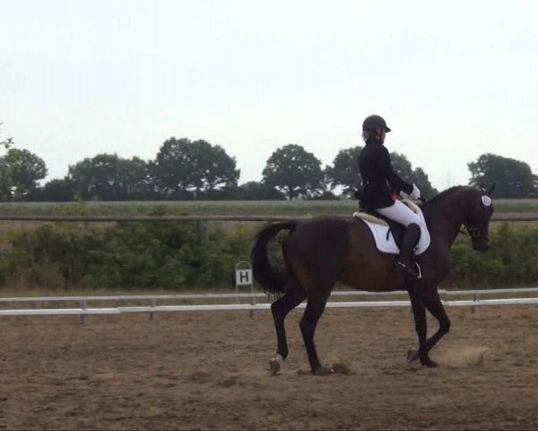 jumper Bullvey (German Sport Horse, 2006, from Betel xx)