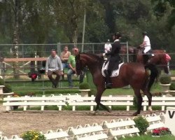 Dressurpferd Leandro 142 (Deutsches Sportpferd, 2003, von Long Island)