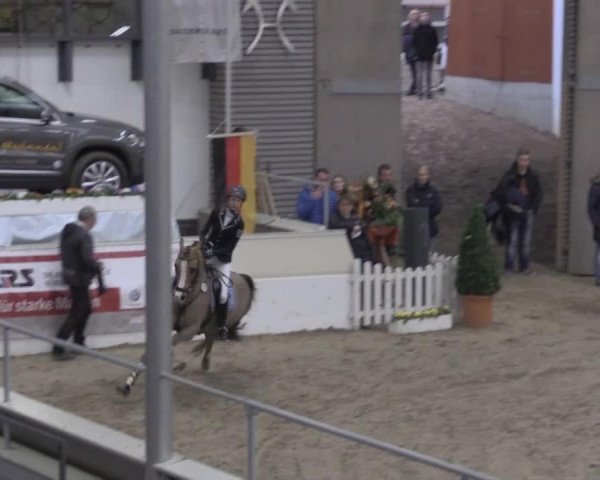 Springpferd Checkmate Junior WE (Deutsches Reitpony, 2002, von Constantin)