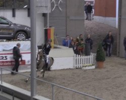 jumper Checkmate Junior WE (German Riding Pony, 2002, from Constantin)