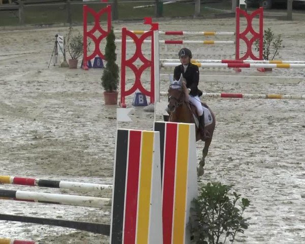 Zuchtstute Donna Grace (Deutsches Reitpony, 2000, von Davignon)